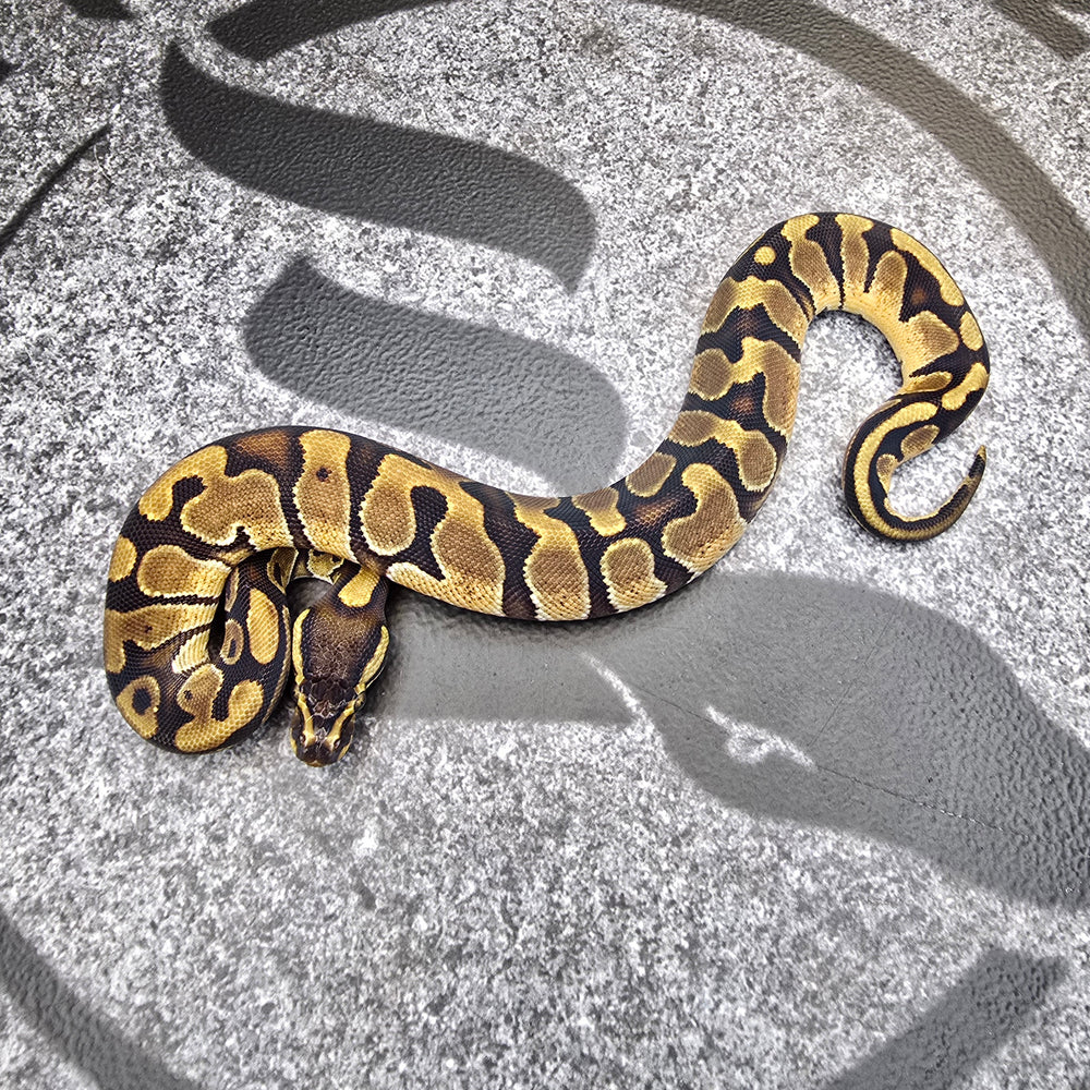 25 Enchi het DG het Pied female