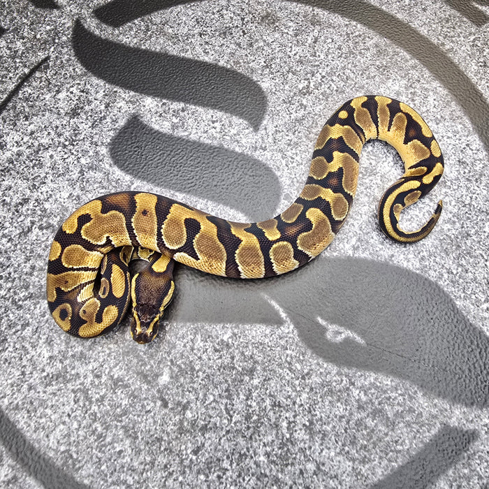 25 Enchi het DG het Pied female