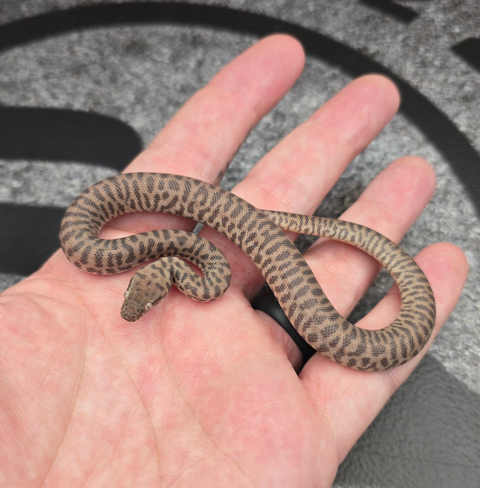 26 Children's Python 100%het Black Eye male