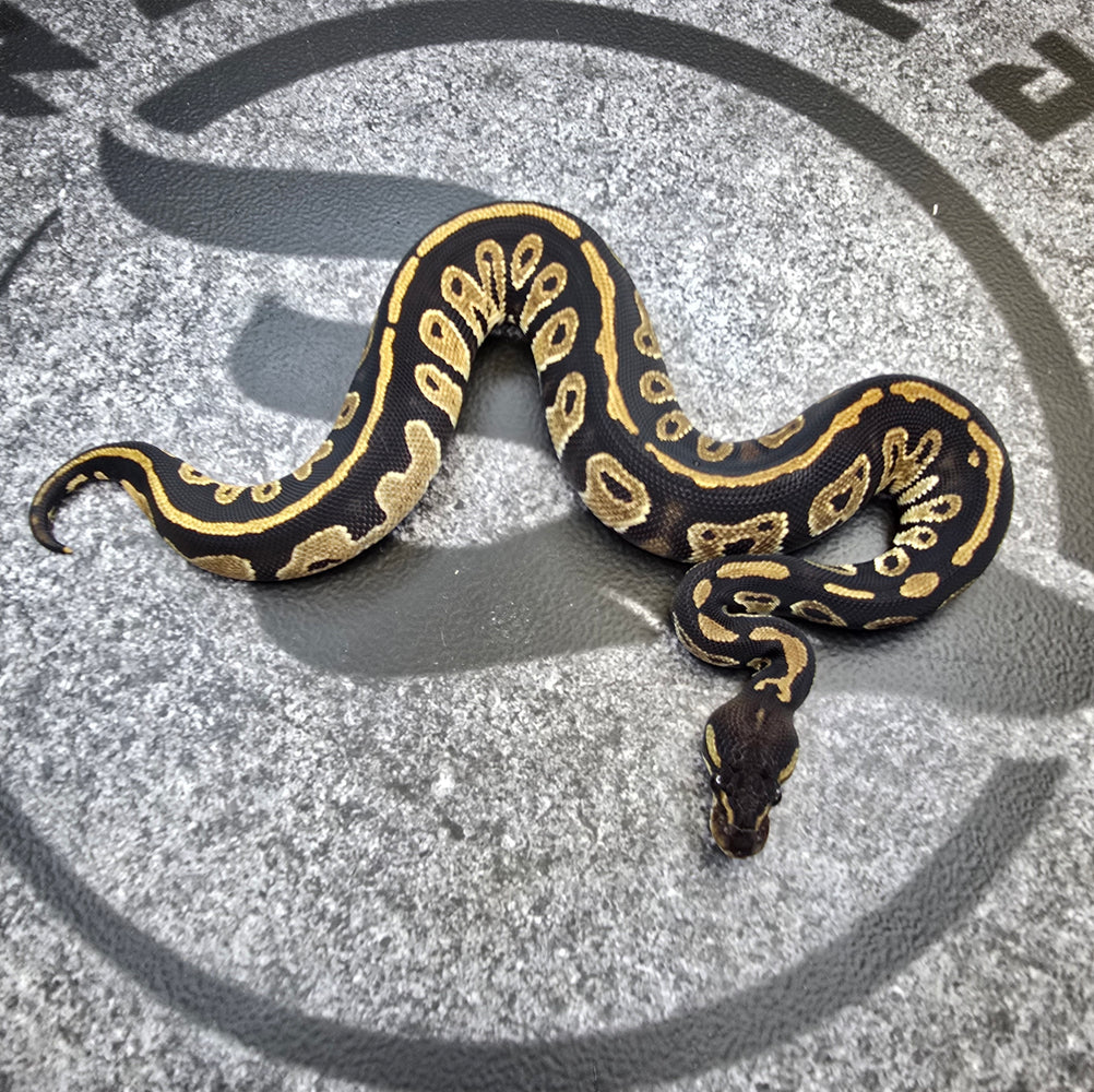 24 BH het DG 50% het Hypo female