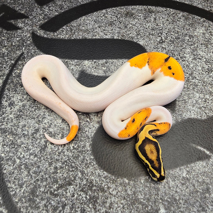 OD Vanilla Pied het Hypo male
