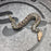 26 Chromehead Short Tail female F2
