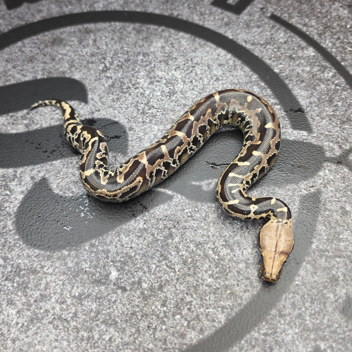 26 Chromehead Short Tail female F2