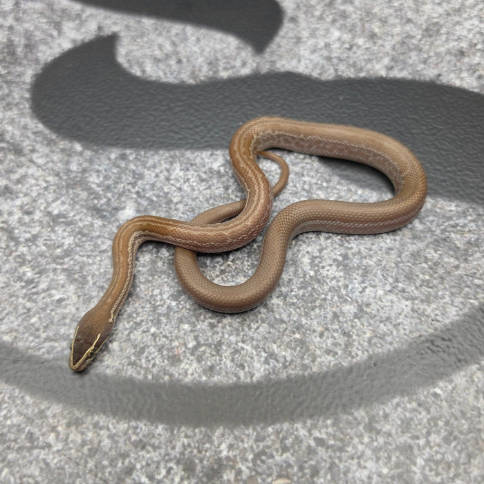 26 Het Tpos Albino het Blue Eye 50% het Hypo female 22F7