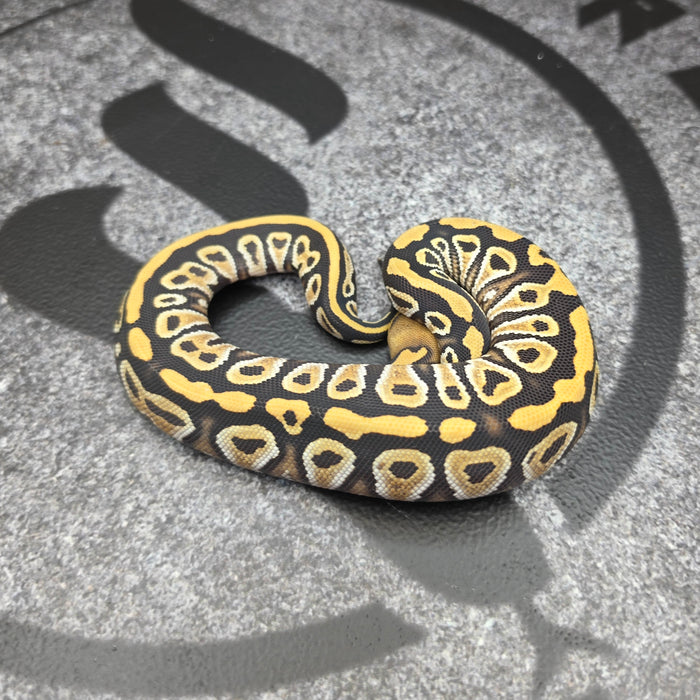 26 Cypress Hurricane DG het Hypo female
