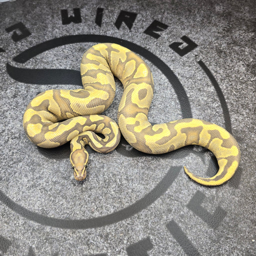 24 Vanilla Enchi YB Hypo het Pied female