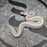 26 GHI Butter Chocolate Enchi Hypo 50% het Pied female