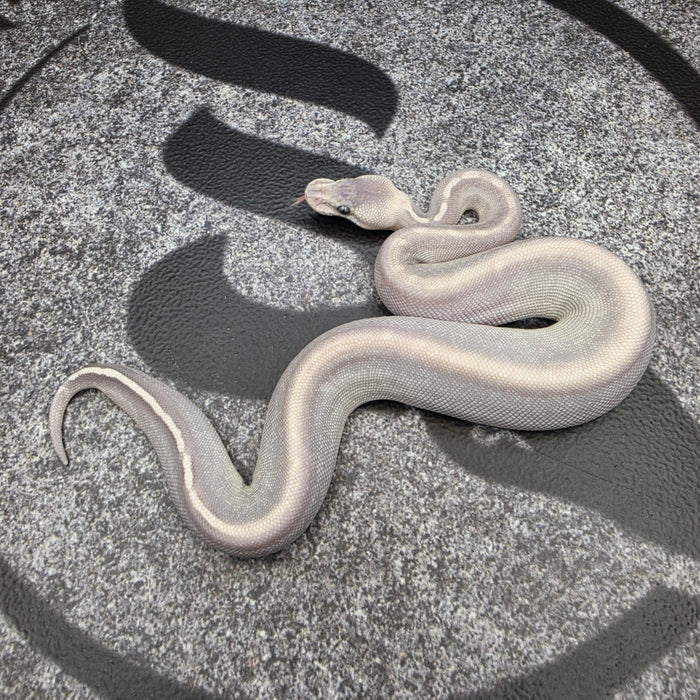 26 GHI Butter Chocolate Enchi Hypo 50% het Pied female