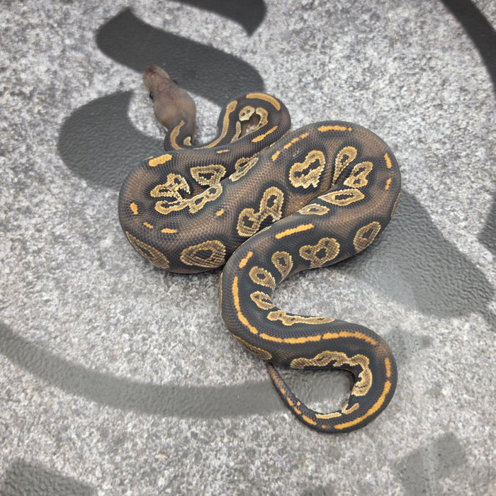 26 Super BH Hypo female