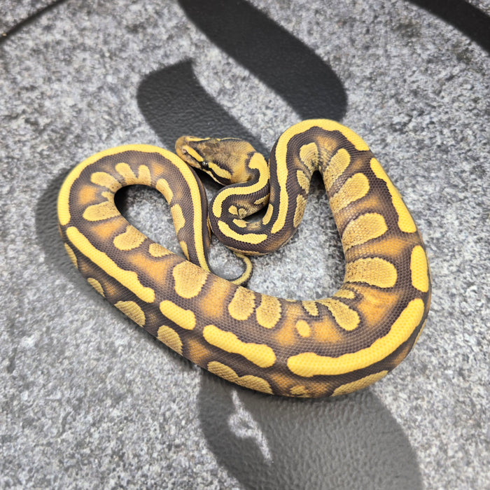 26 Stranger Enchi DG pos Fire female