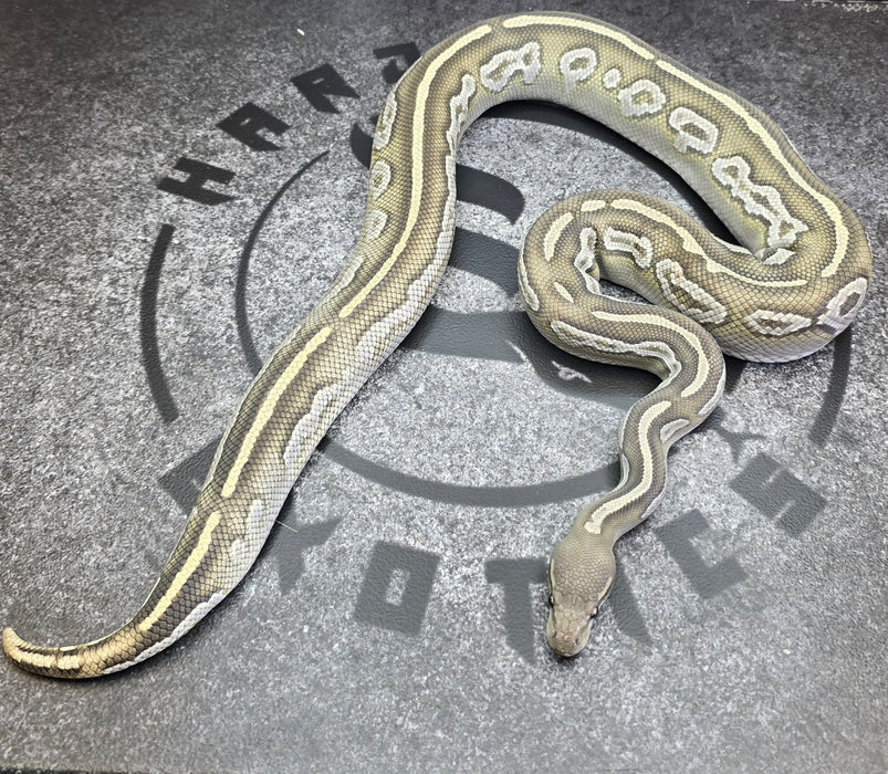 Proven Breeder BH Mojave Hypo female
