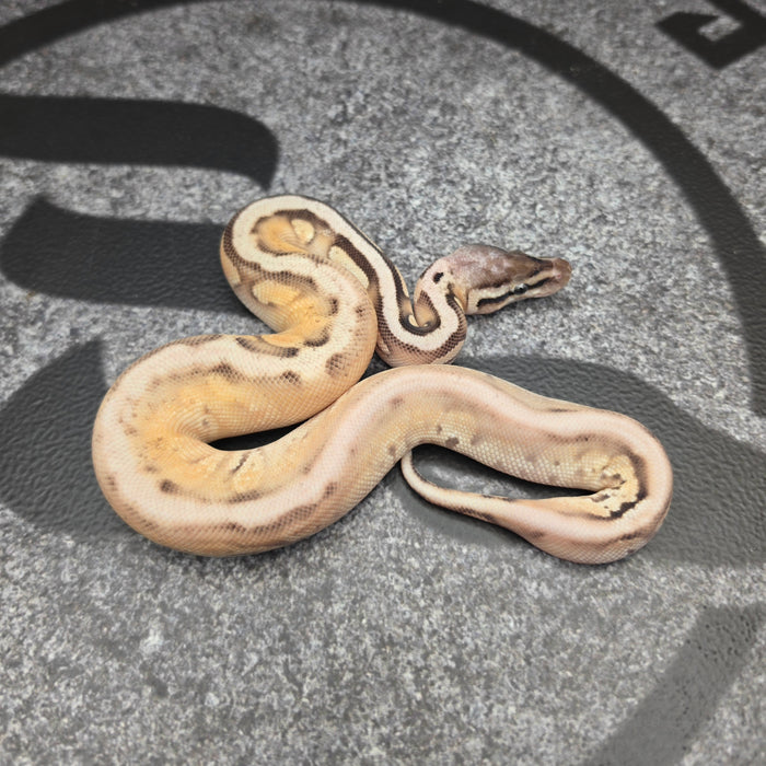 26 Sandblast Pastel OD Black Pastel  YB het Hypo het Pied male