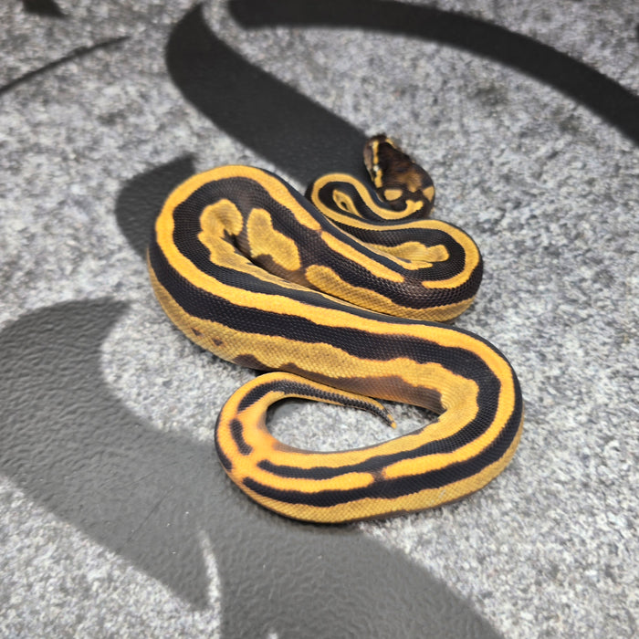 26 OD Leopard Mojave pos YB het Pied male