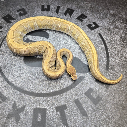 24 Cypress Enchi Pinstripe Het DG het Pied 50% het Hypo female