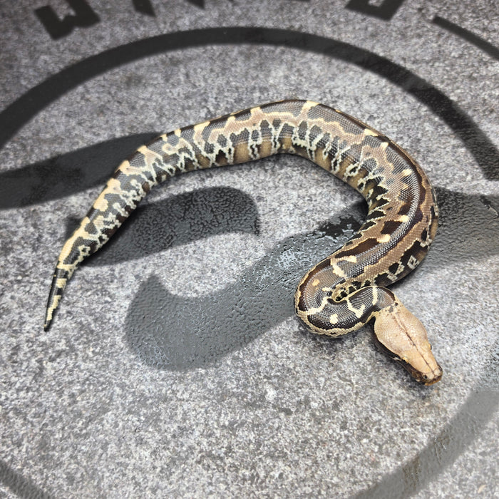 26 Chromehead Short Tail male M5