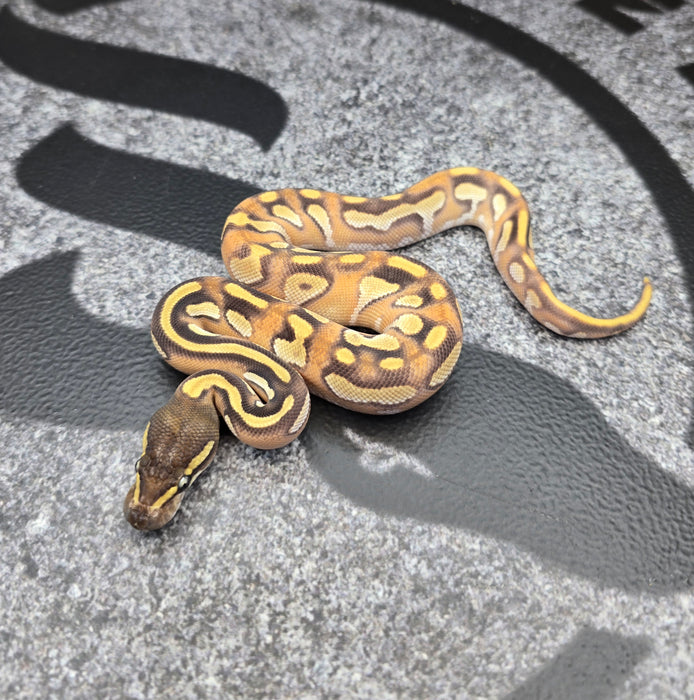 26 BH Mojave OD Enchi YB het Pied male
