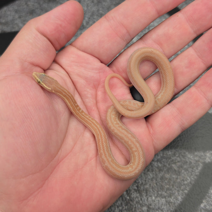 26 Hypo Tpos male 15M4