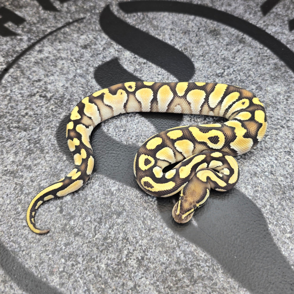 26 OD Butter het Hypo male