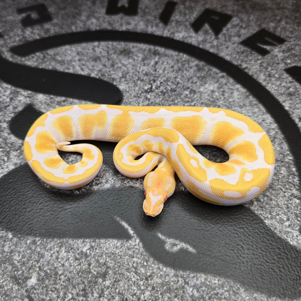 26 Cypress Albino female