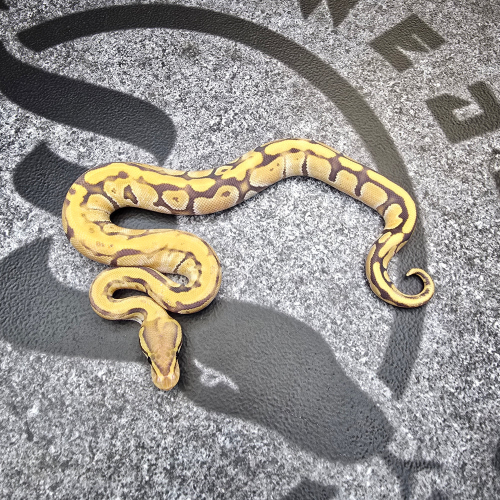 25 (White paradox) Cypress Fire Enchi Hypo het DG male