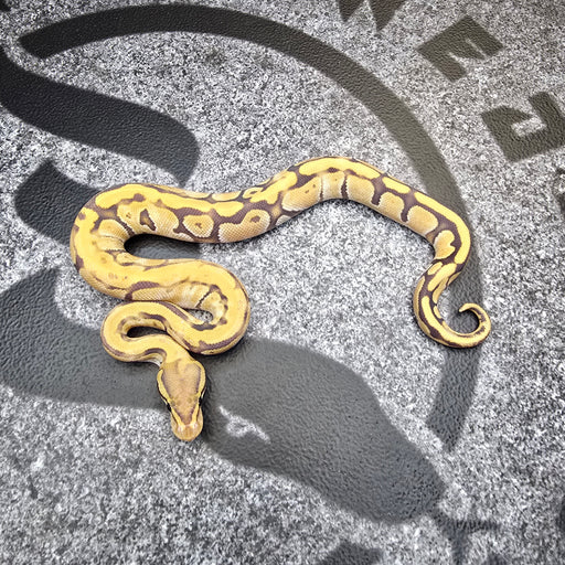 25 (White paradox) Cypress Fire Enchi Hypo het DG male