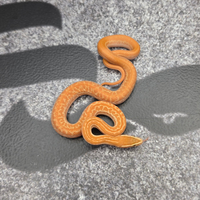 26 Tpos het Blue Eye 50% het Hypo female 09F5