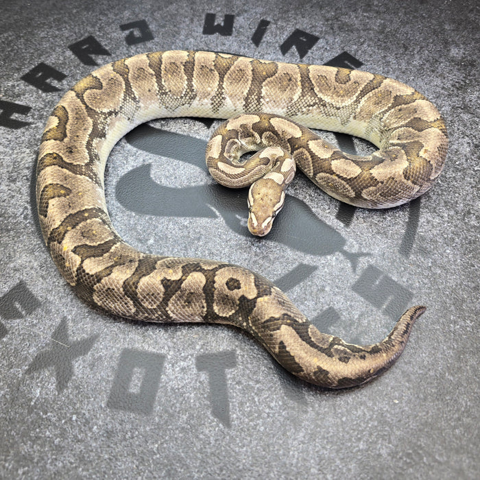 Proven GHI Confusion Bamboo female