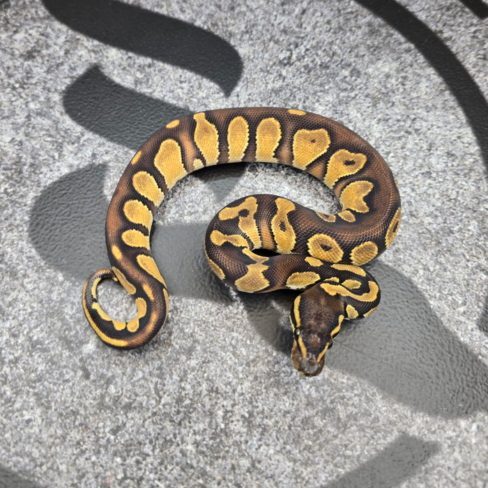 26 BH Enchi het Hypo het DG male