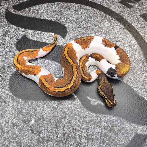 25 BH Pin YB Pied male