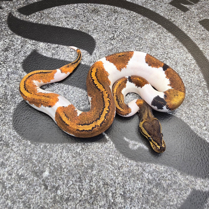 25 BH Pin YB Pied male