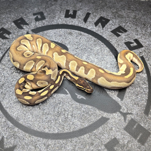 25 BH OD Special het DG het Pied male (basically ready to pair)