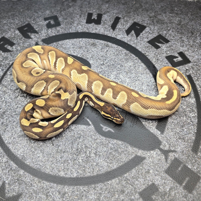 25 BH OD Special het DG het Pied male (basically ready to pair)