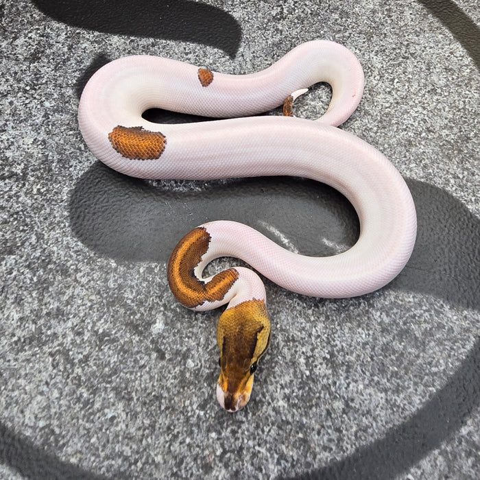 25 Black Pastel Pin YB Pied female