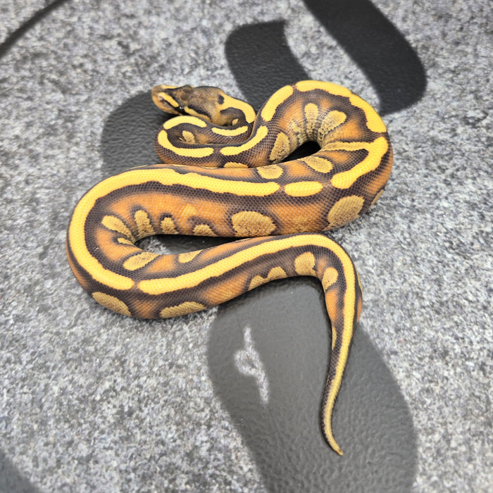 26 Stranger Enchi YB DG male