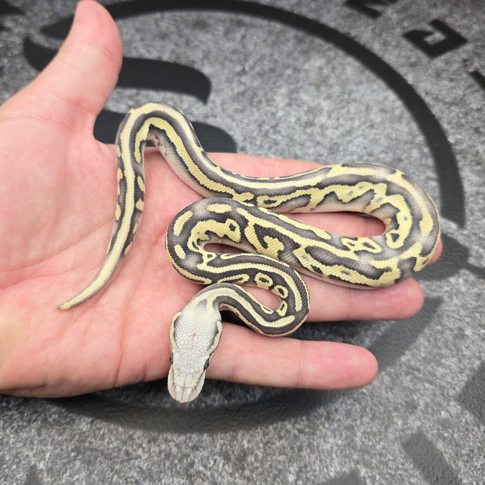 26 Pastel Butter Leopard YB DG het Hypo female