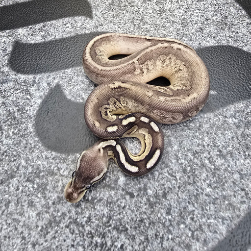 25 Pewter het Pied female