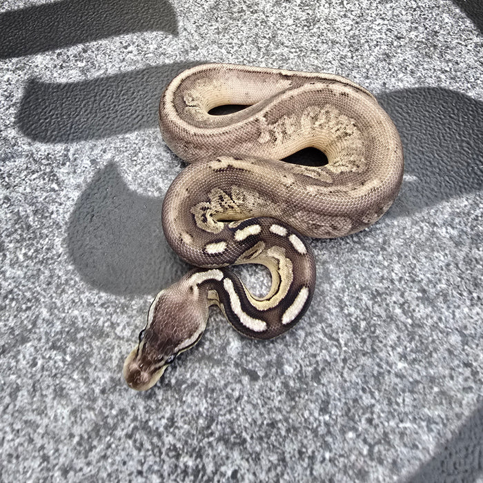 25 Pewter het Pied female