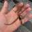 26 62.5%KZN het Tpos African House Snake female 10F3