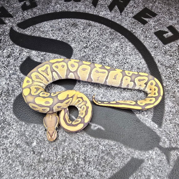 25 Fire Hypo het DG female