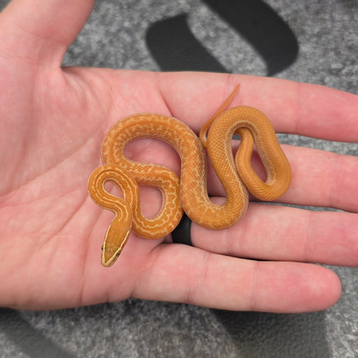 26 Tpos het Blue Eye 50% het Hypo female 09F5