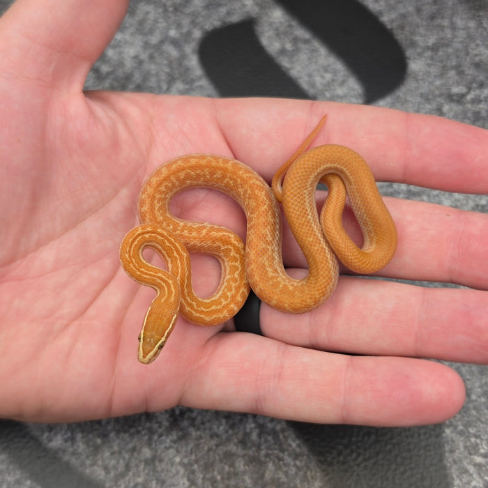 26 Tpos het Blue Eye 50% het Hypo female 09F5