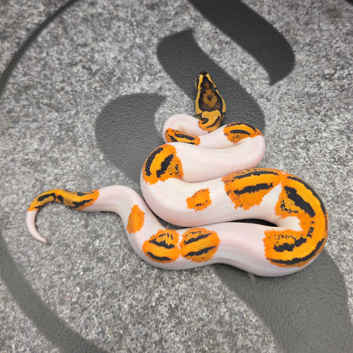 26 OD YB Pied het Hypo male