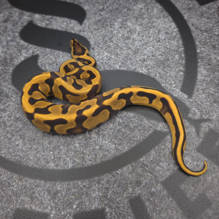 26 Enchi Leopard het Hypo probably NR Mandarin probably OD female