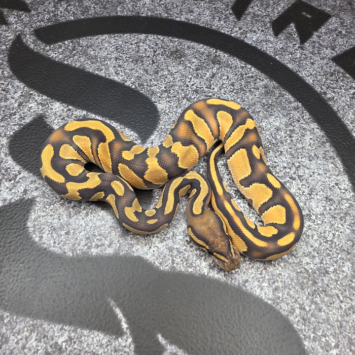 26 Black Head OD Enchi Hypo male