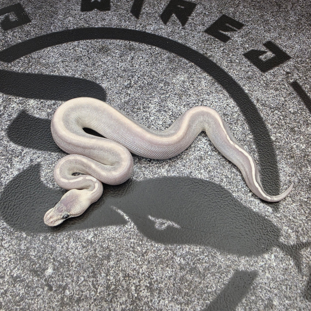 26 GHI Butter Chocolate Enchi Hypo 50% het Pied female