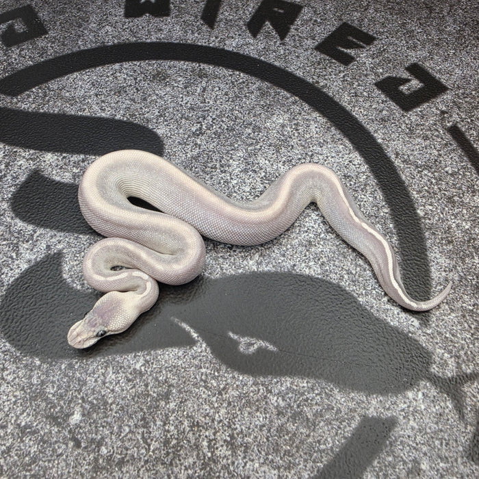 26 GHI Butter Chocolate Enchi Hypo 50% het Pied female