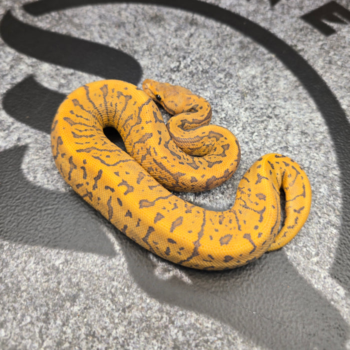 26 Acid Pin GHI YB Hypo female