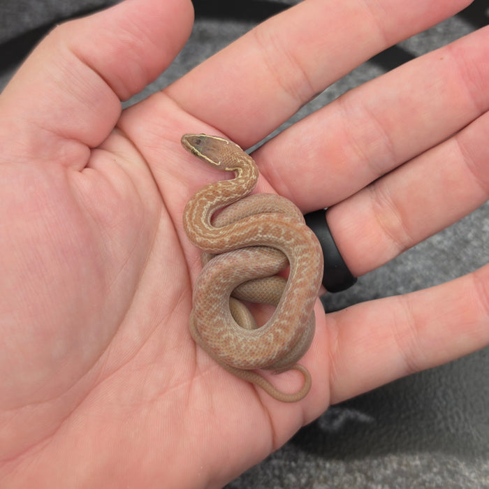 26 Hypo het Tpos Albino male 18M1
