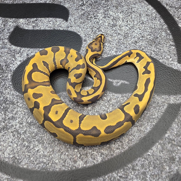 26 Vanilla Leopard Hypo het DG pos Vanilla YB female