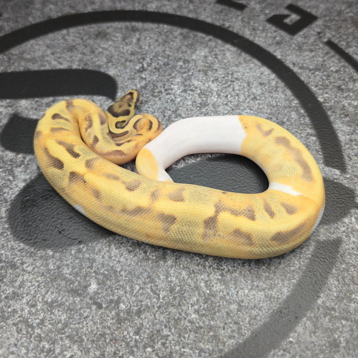 26 Fire Enchi DG Pied female